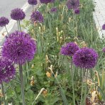 Okrasný cesnak (Allium) ´OSTARA´, kont. C2L